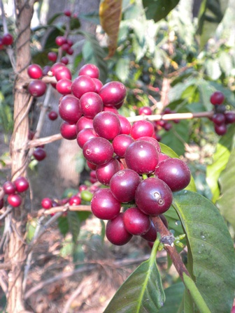 As a mechanism of defense, the plant eliminates the infected leaves.  Photosynthesis is stopped and thus the maturation of the cherries is uneven. In the photo, a healthy plant still to harvest 2012-2013 crop.
