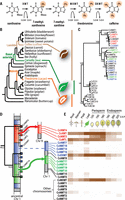 Evolución de la biosíntesis de la cafeína, publicada en Science Magazine. 